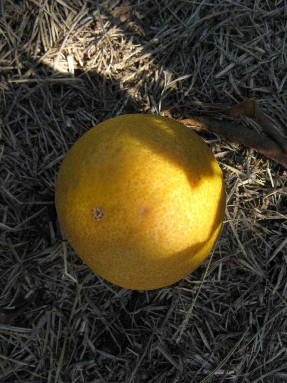              Fruit (Winter Haven, FL)       